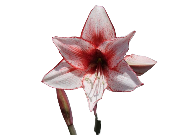 Amaryllis